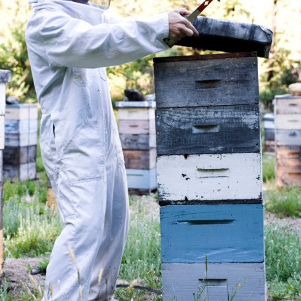 White Clover Honey